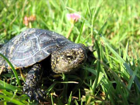 Testoasa Lulu(Lulu Turtle)