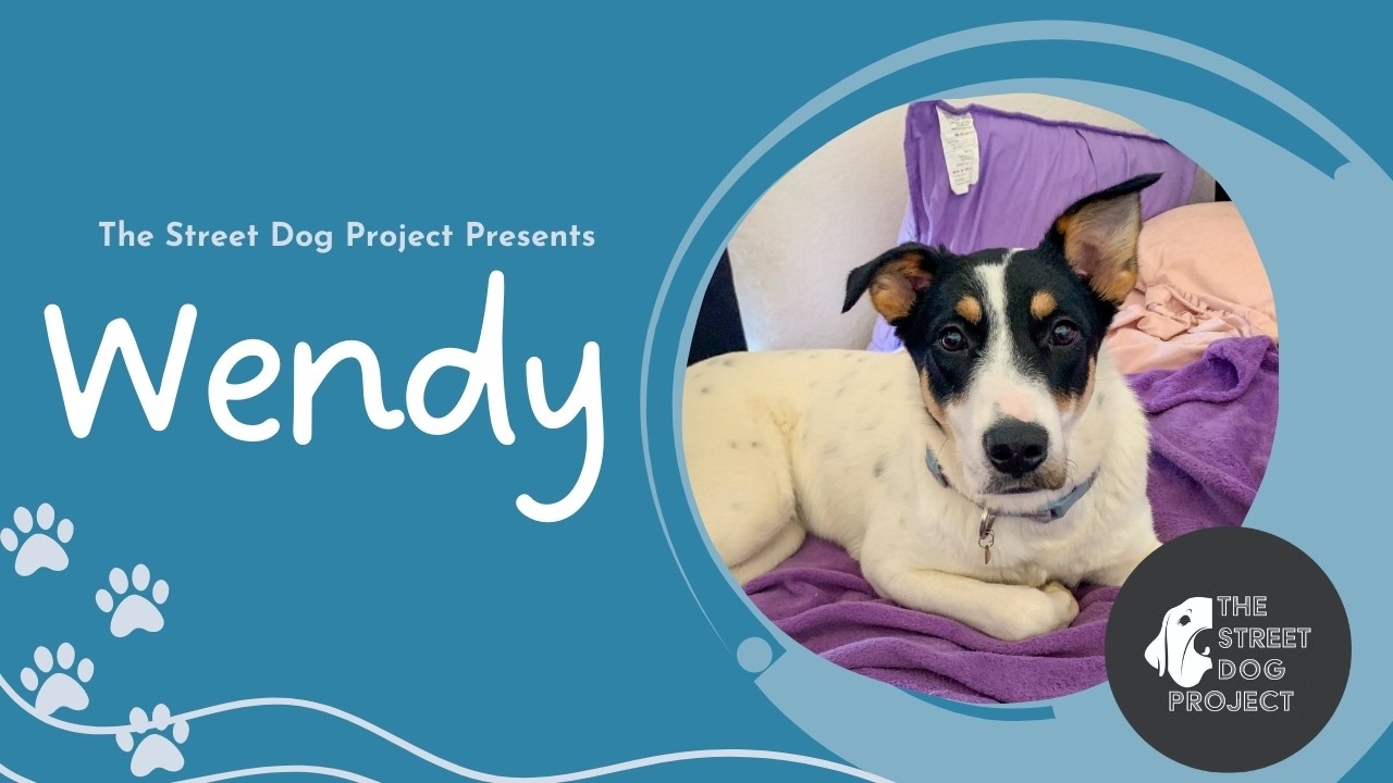 Enlarge Wendy2, a Adoptable mixed breed in Dallas, TX video 6/6