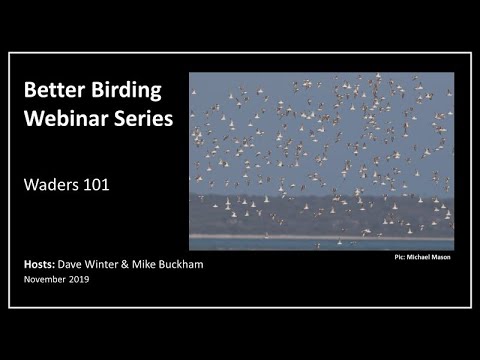 Waders 101