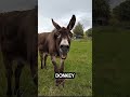 What Happens When A Horse And A Donkey Have A Baby