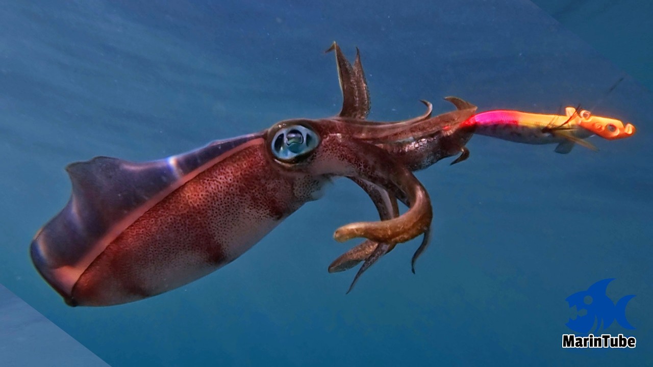 イカの聖地能登で見るイカの水中捕食シーンがヤバい