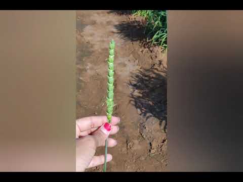 Hybridization in Wheat 🌾🌾/Crossing technique #wheat