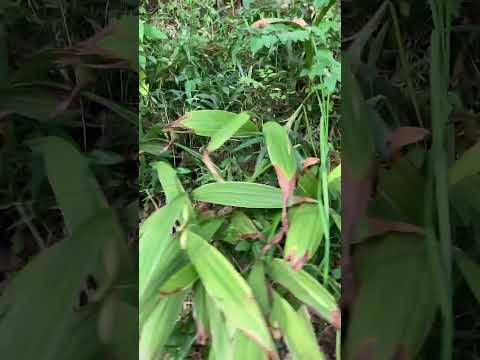 あらゆる水深に最適な池の植物 トピックス