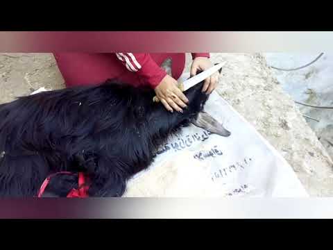 #طريقه دبح الماعز لوحدك اول مره على يوت يوب /طريقه دبح وسلخ الماعز فى بيت بطريقه سهله لجمع السيدات