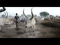 Mundari Tribe Man Covering His Cow In Ash To Repel Flies And Mosquitoes South Sudan