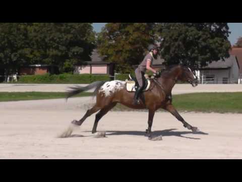 [Fun] Trabrennbahn München-Daglfing 13.09.2016