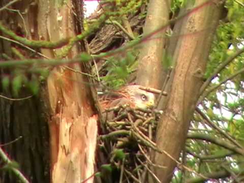 Red Kite on Nest