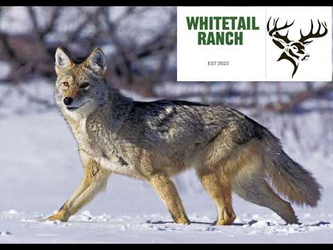 30 minute coyote call bring them in fast 🐺🔫￼