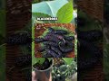 What is a mulberry plant? How to grow mulberries? How to eat mulberries? Why grow mulberries? #berry