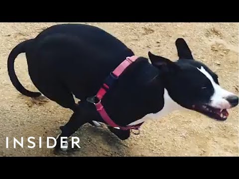 Why Dogs Get The Zoomies