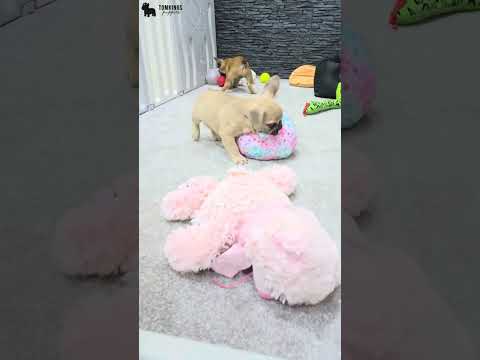 Video 3