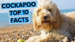 Cockapoo - TOP 10 Interesting Facts