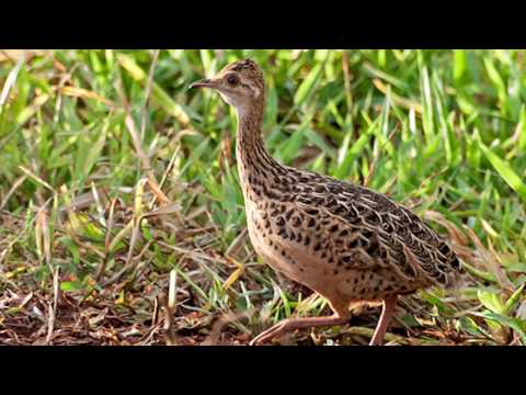 download lagu mp3 mp4 Baixar Perdiz Cantando, download lagu Baixar Perdiz Cantando gratis, unduh video klip Baixar Perdiz Cantando