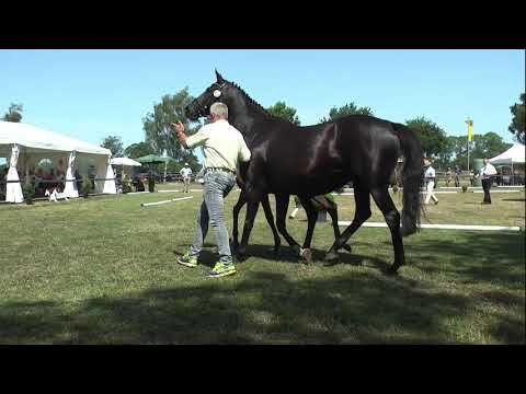 Sudweyher Fohlenschau 2019 - Kat.-Nr. 13