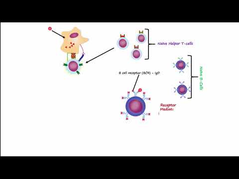 Adaptive Immunity Part 1 - Humoral Immunity