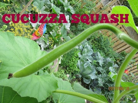 download lagu mp3 mp4 Cucuzza Plant, download lagu Cucuzza Plant gratis, unduh video klip Cucuzza Plant