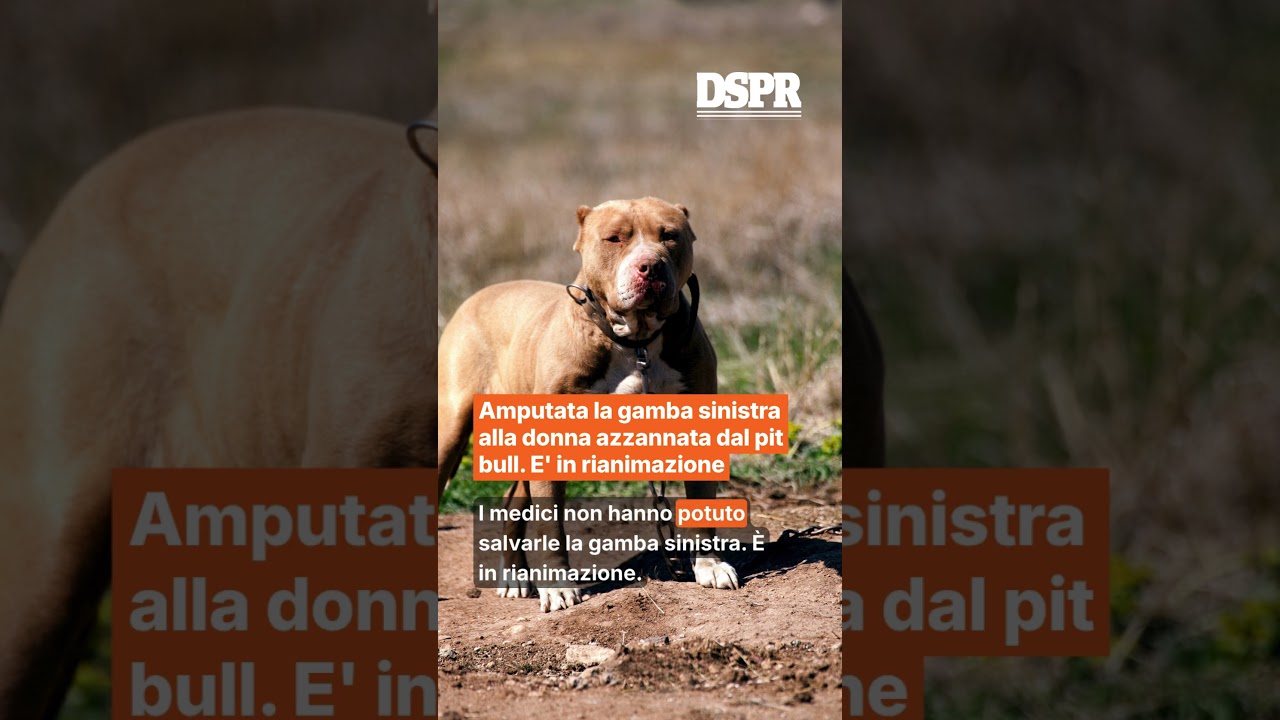 Amputata la gamba sinistra alla donna azzannata dal pit bull. E' in rianimazione