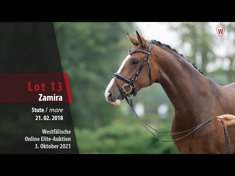 Online Elite-Auktion Lot 13 Zamira Stute v. Zoom - First Selection