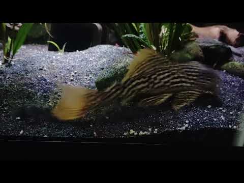 L14 Sonnenwels, Sunshine Pleco