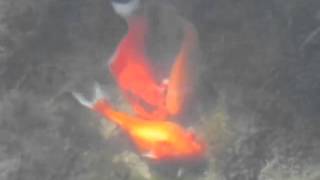 preview picture of video 'Mort d'un poisson rouge.'