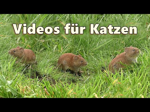 Videos für Katzen zum Ansehen ~ Mäuse im Gras ⭐ 8 Stunden ⭐