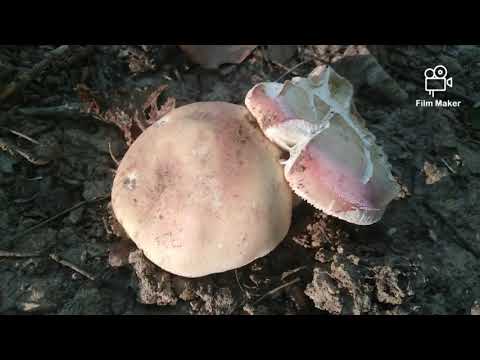 Gljive polovinom avgusta, ☀️🌡️Mushrooms in mid-August