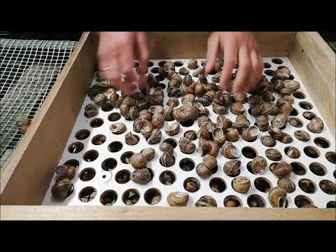 Sortownik do ślimaków