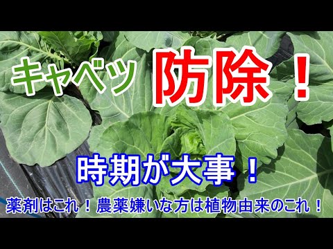 キャベツ虫に対する自然な治療法は何ですか?それらを永久に取り除き、収穫物を保存する4つの方法  庭園