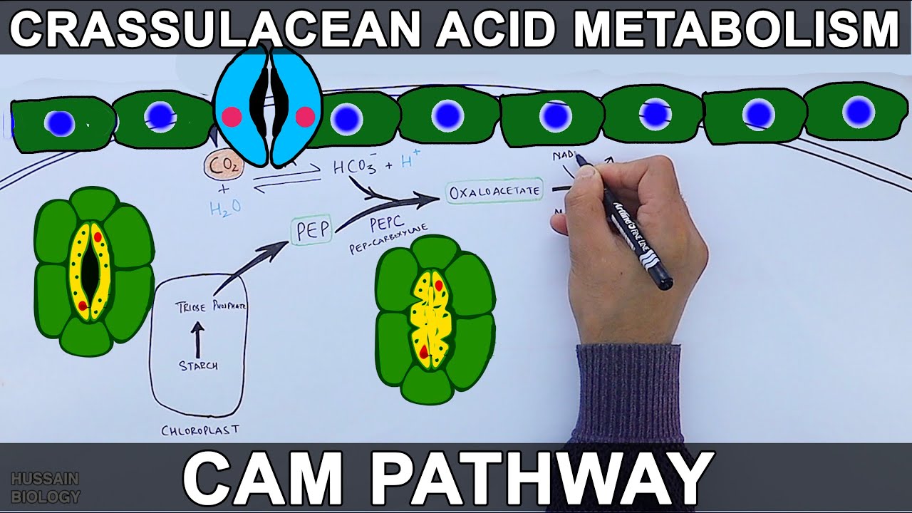 CAM Pathway | Crassulacean Acid Metabolism