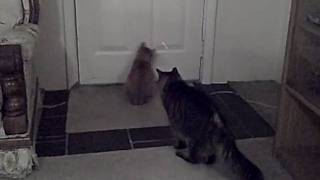 Follow the bouncing ball!