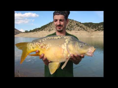 Pêcher la carpe en Tunisie grâce à  Eden Fishing Tunisia (haute définition)