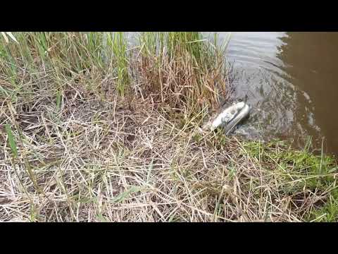 Eeling Jellat Jellat 2021 Part 2