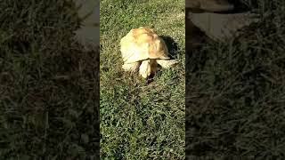 African Spurred Tortoise Reptiles Videos