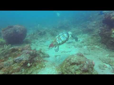 February 19, 2017: Narcosis Dive Charters