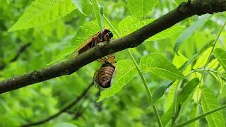 17 year Pharaoh Cicada Call – Brood XIV 2025