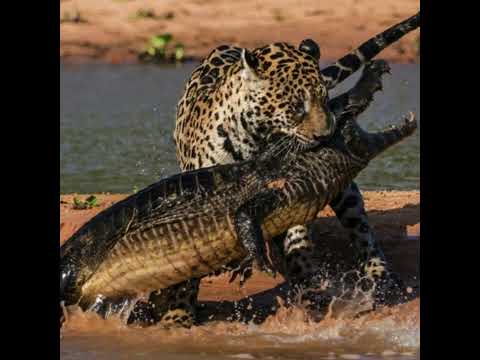 Yung Luka - Vfleeeeexaob (instrumental remake){prod. rezoonsight}