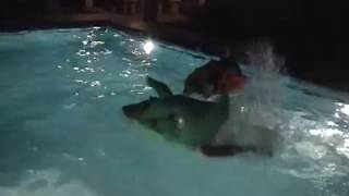 preview picture of video 'Shocking video footage of tourist wrestling a crocodile in swimming pool in Rhodes, Greece.'