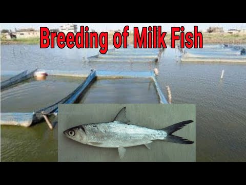 , title : 'Easy Breeding of Milk Fish | Chanos Chanos'