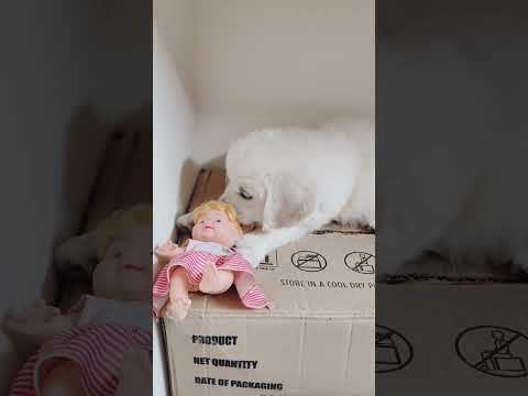 Golden Retriever playing with Baby Doll #charlie #goldenretriever #puppy #shorts
