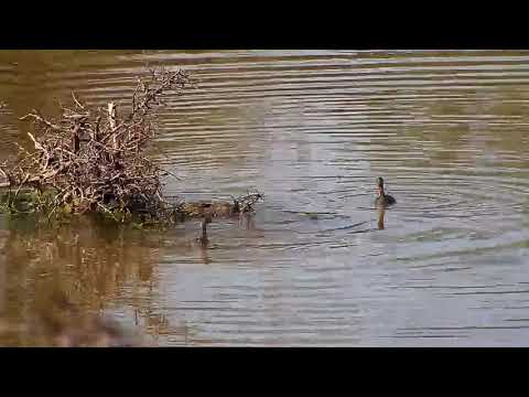 Djuma: Monitor Lizard at the Little Grebe's nest - 14:22 -  10/24/20