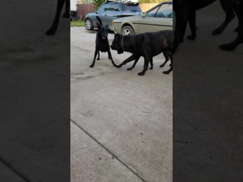 Cane Corsos Male💙and Female ❤