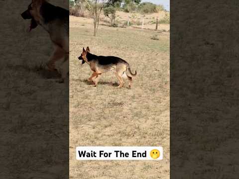 German Shepherd Dog Part 25 #shorts #germanshepherd #dog #youtubeshorts #showikg