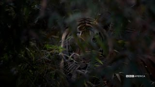 The Hunt - TIGERS - July 3 at 9|8c on BBC AMERICA
