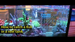 How to catch a fish in your reef tank