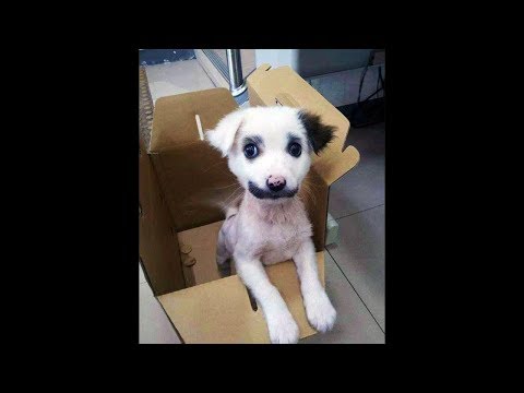 Pensó que Habia ADOPTADO UN PERRO Pero Luego DESCUBRIÓ De que Era Algo Más.