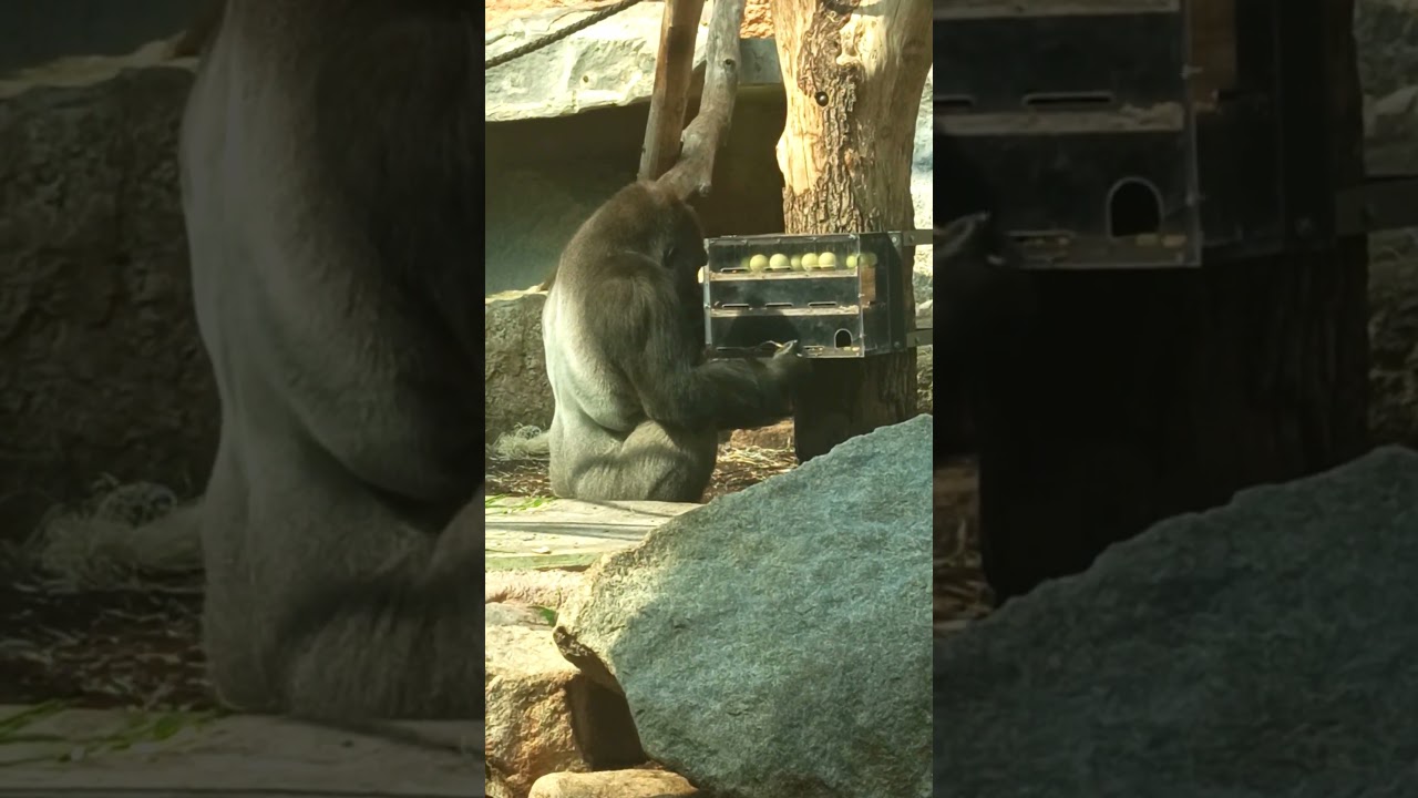 Smart Gorilla Uses a Stick to Get Treats #germany #youtubeshorts #animals #shortvideo #zoo #monkey