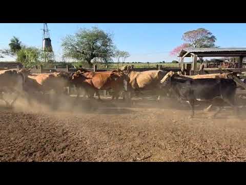 Casnem - 36 vacas nuevas - Ibarreta (Formosa)