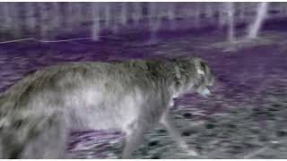 Unternaut - In rhythmo captus