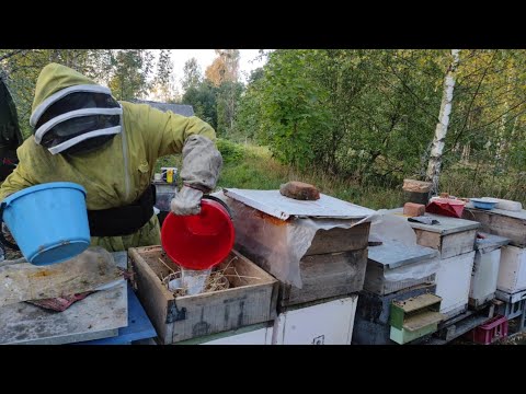 Пчеловодство. Эффективные методы зимнего закармливание пчёл: советы для успешного пчеловодства.