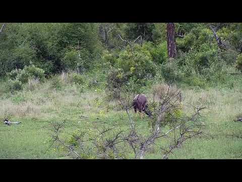Djuma: Nyala bull - 09:49 - 12/06/20